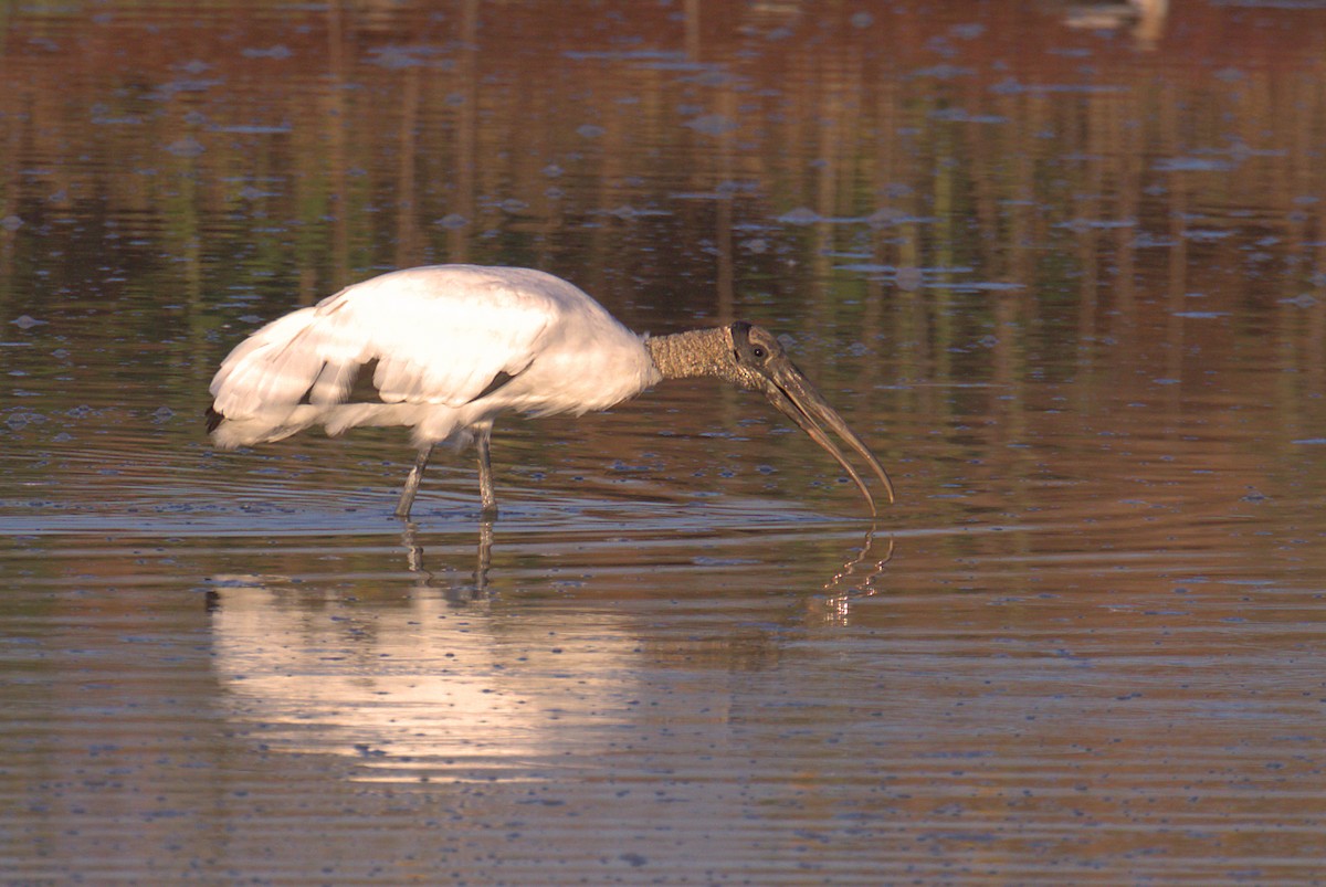 Wood Stork - Curtis Marantz