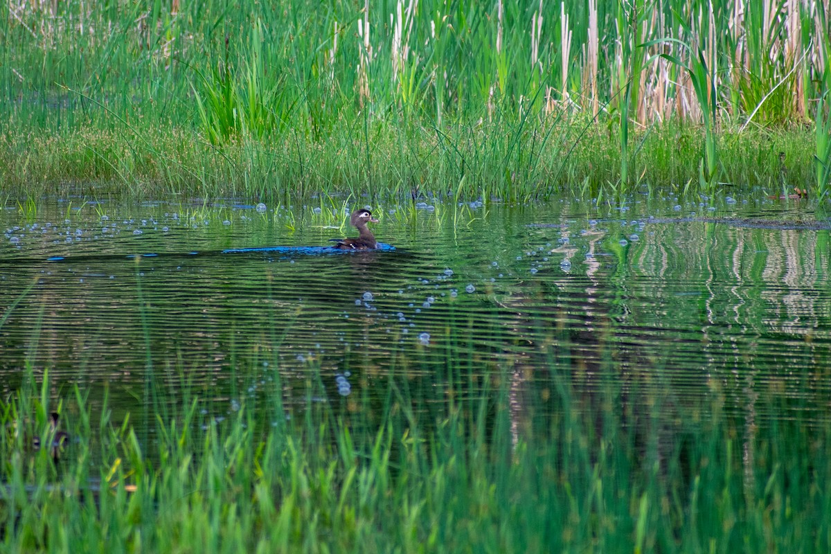 Wood Duck - Patrick LaClair