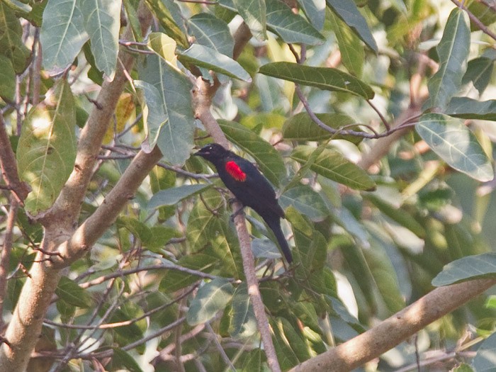 Red-shouldered Cuckooshrike - Niall D Perrins