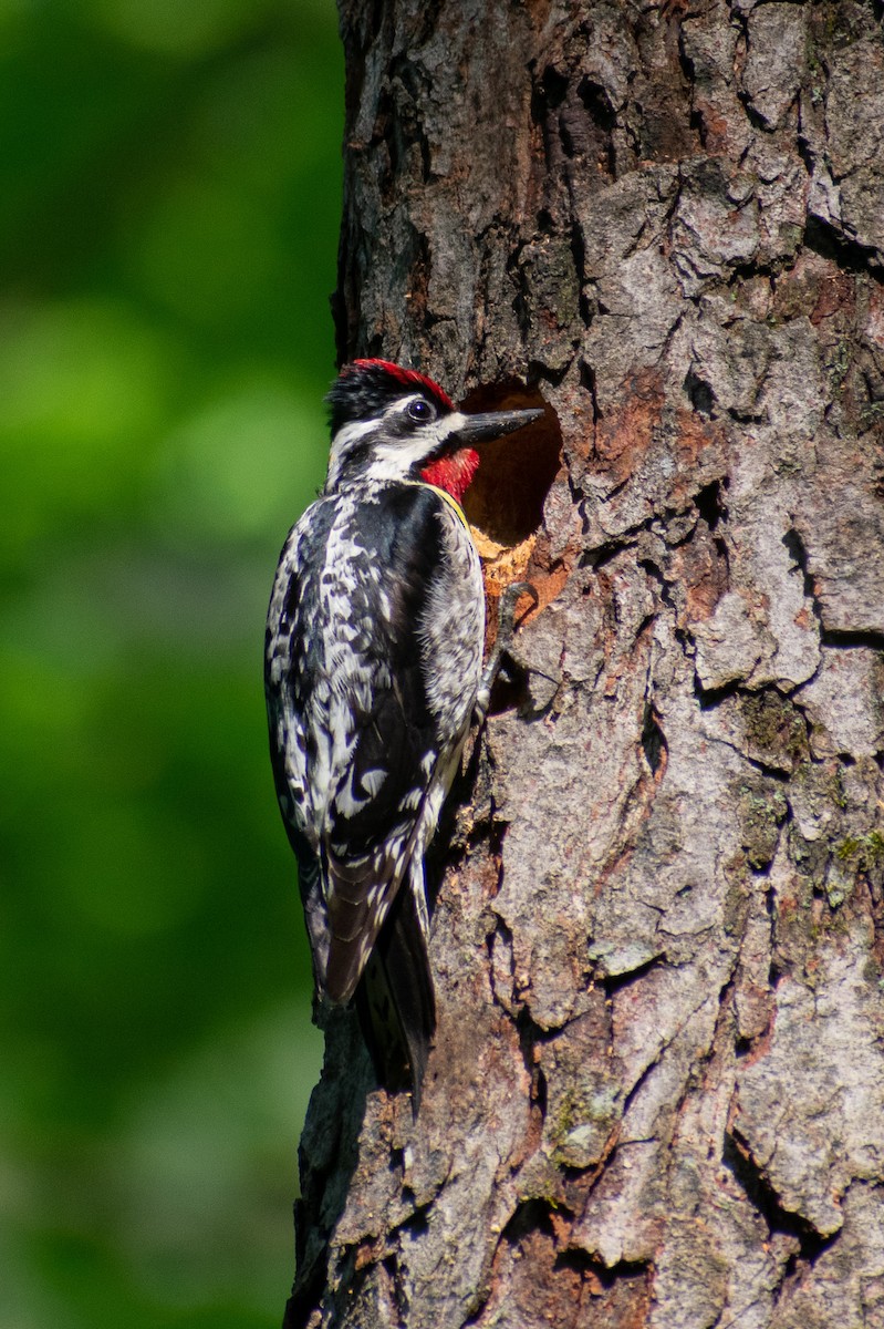 Yellow-bellied Sapsucker - Patrick LaClair