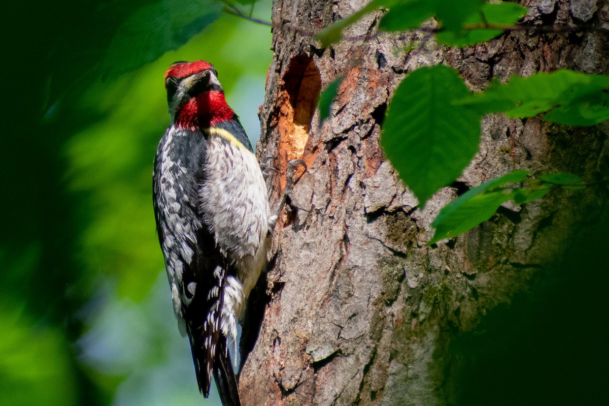 Yellow-bellied Sapsucker - ML251838511