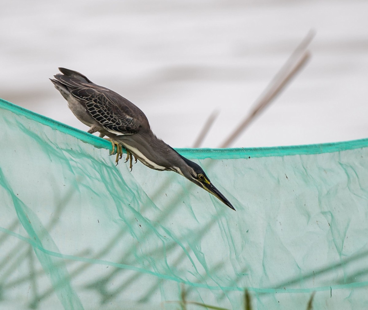 Striated Heron - ML251838941