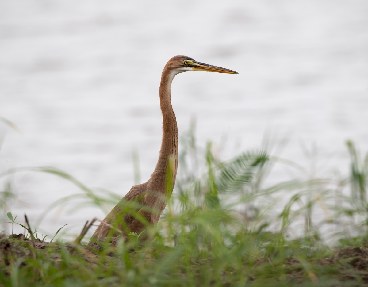 Purple Heron - Kai Pflug