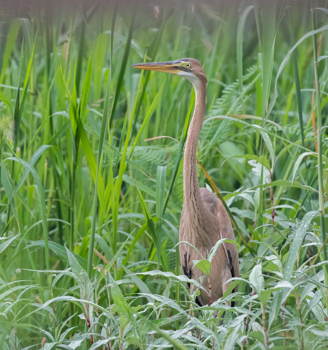 Purple Heron - Kai Pflug