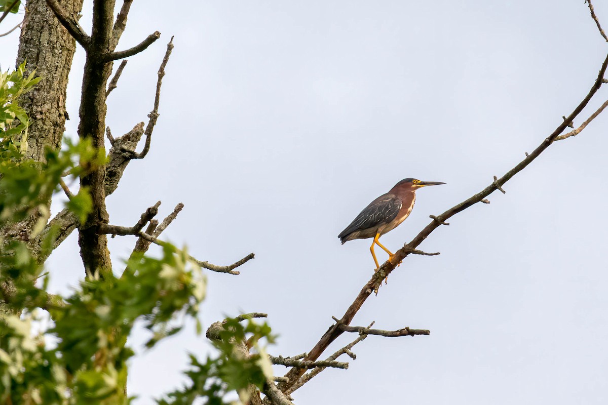 Green Heron - ML251840531