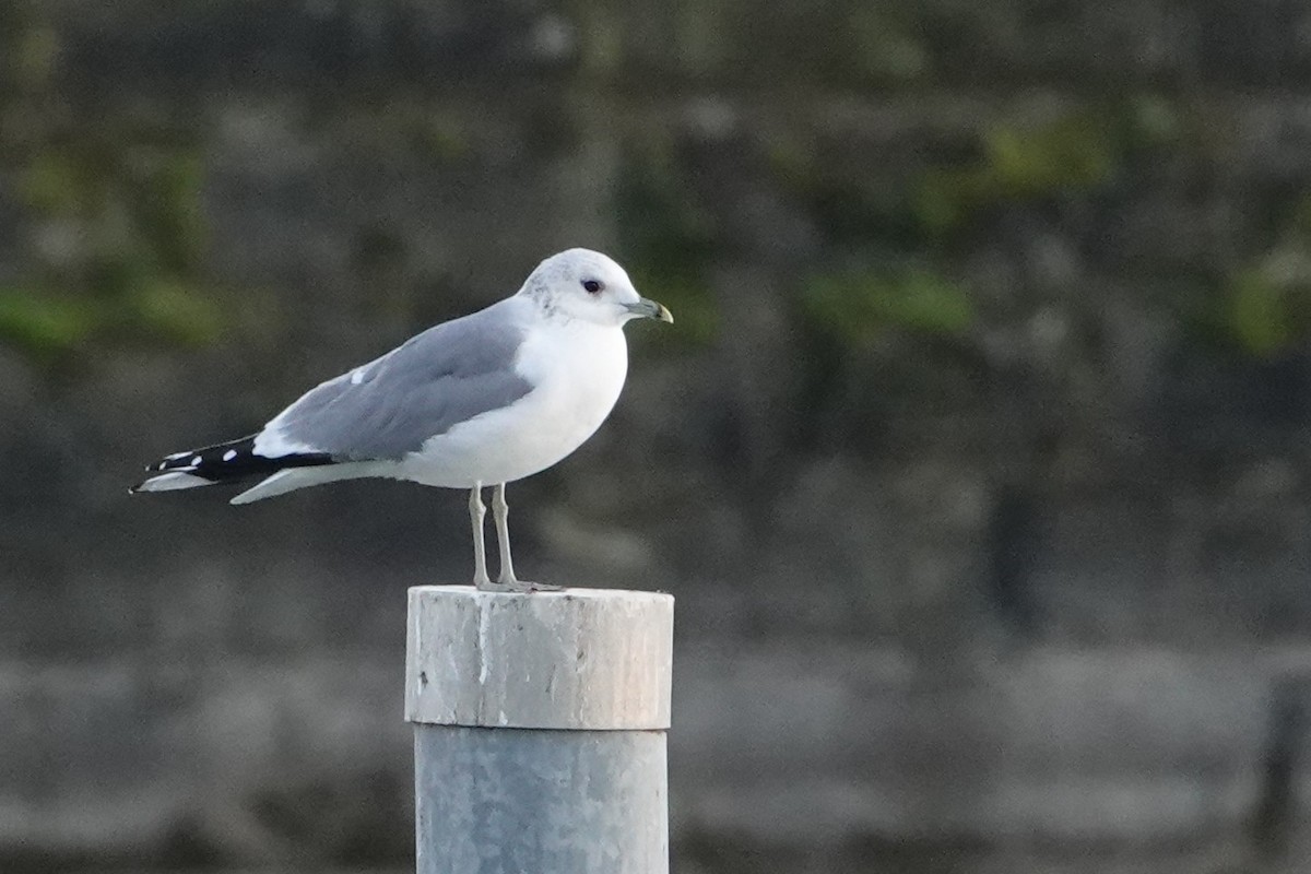 Common Gull - ML251840561