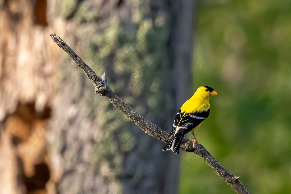 American Goldfinch - ML251840851