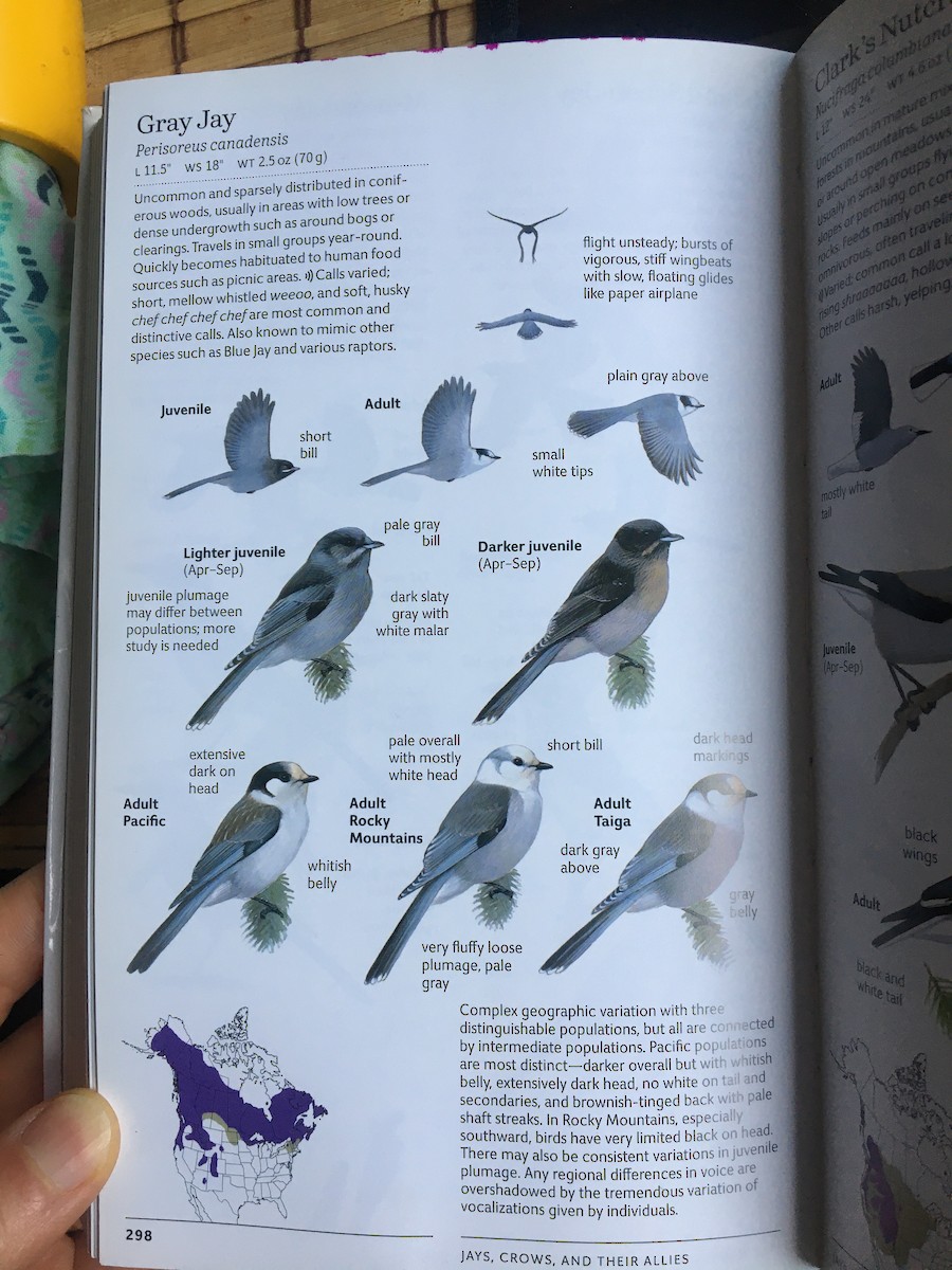 jay sp. - ML251841661