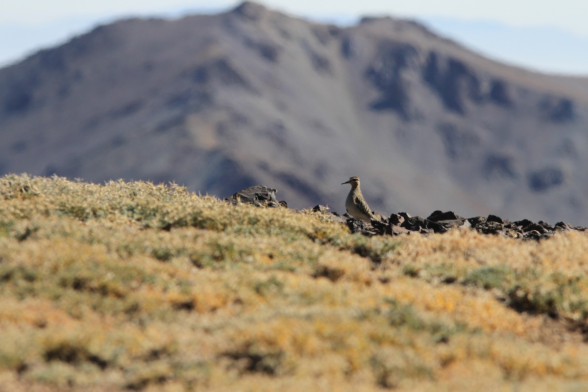 kulík tenkozobý - ML251841691