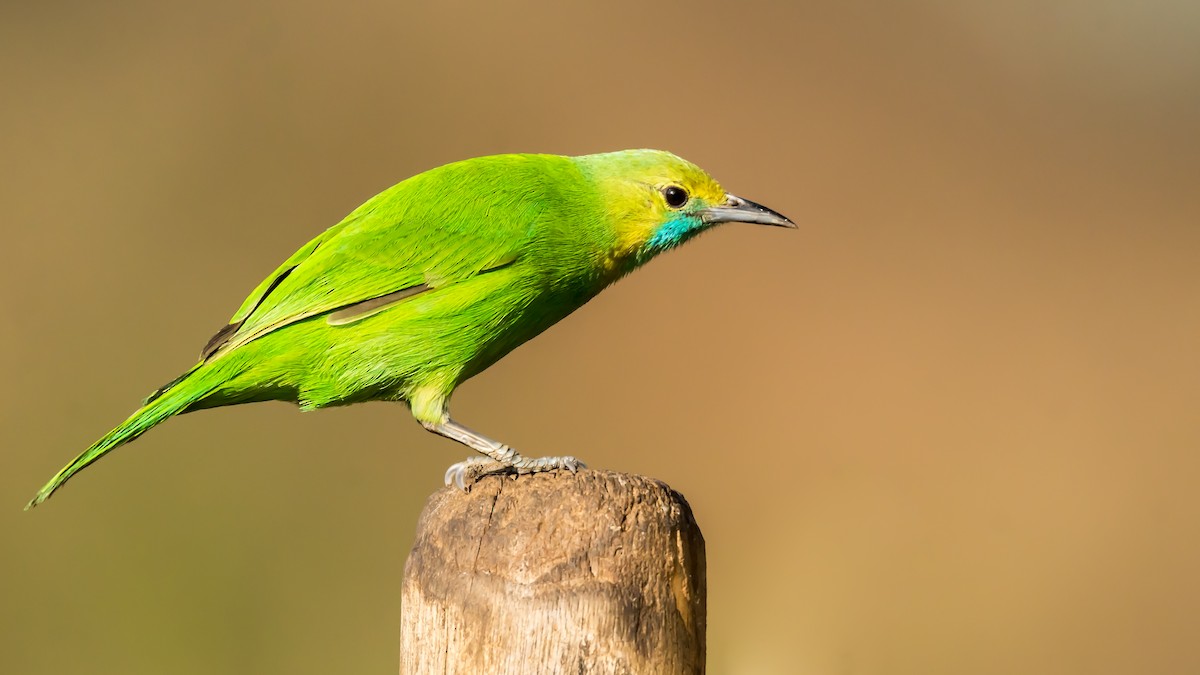 Jerdon's Leafbird - Ramesh Desai