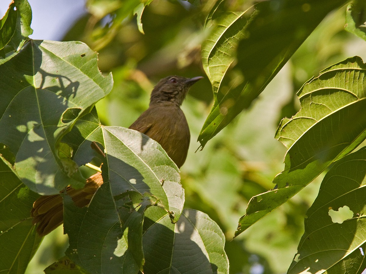 Bulbul Piquicurvo (curvirostris) - ML251845681