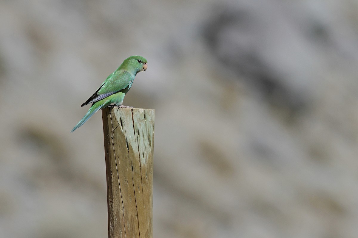 aymara citronový - ML251845981