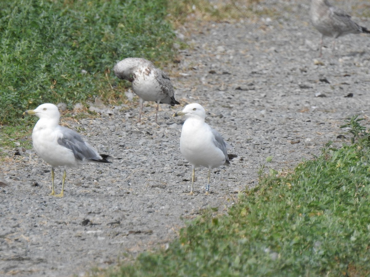 Ring-billed Gull - ML251846001
