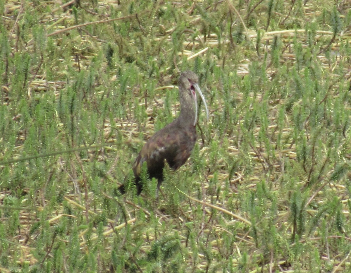 ibis americký - ML251846191