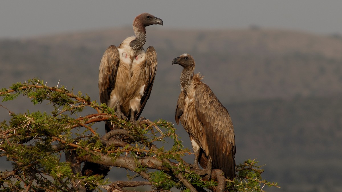 White-backed Vulture - Eric van Poppel