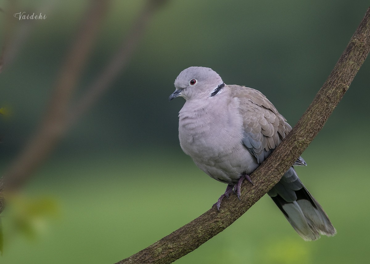 Eurasian Collared-Dove - ML251849641