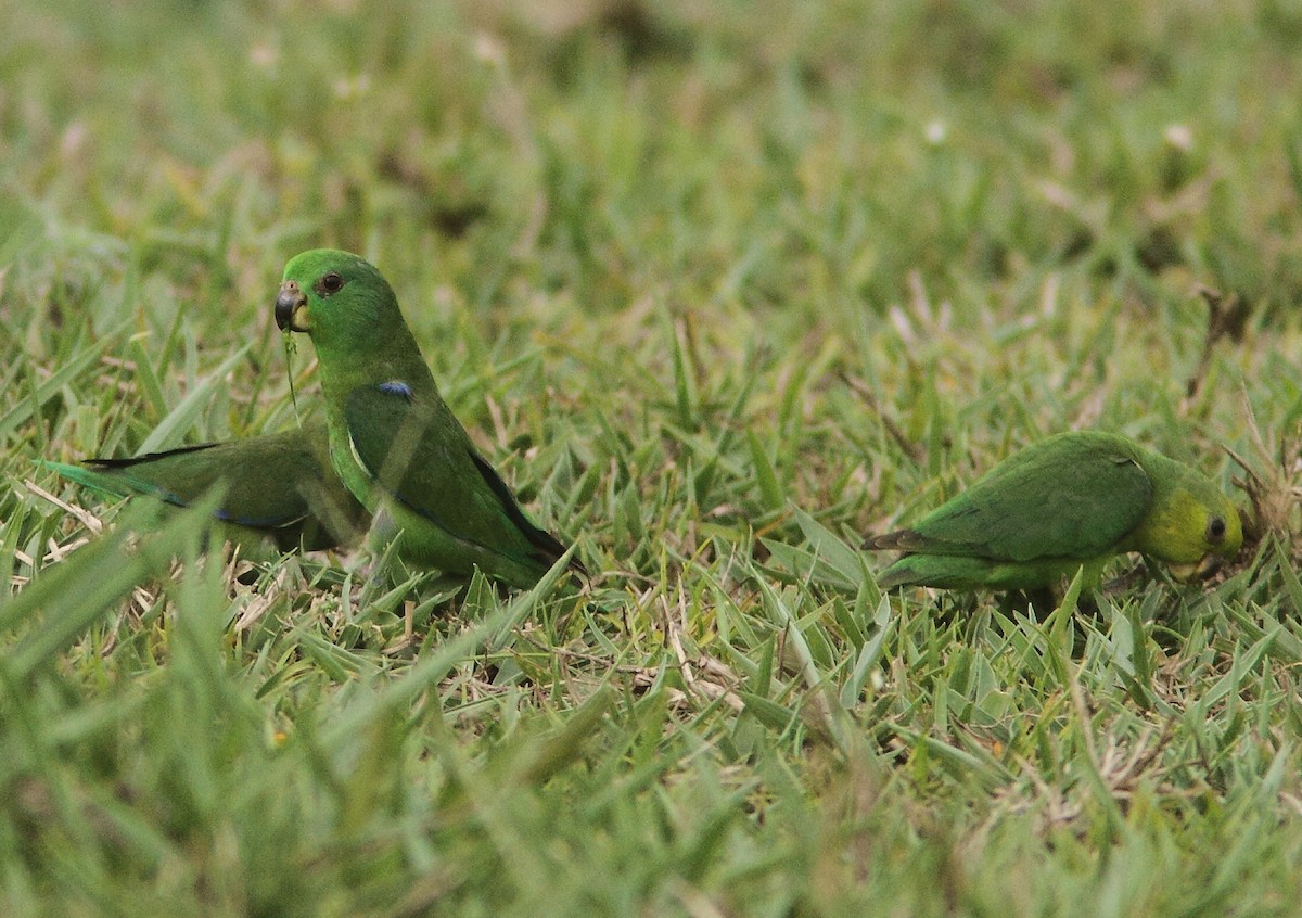 Dusky-billed Parrotlet (Dusky-billed) - ML251850311