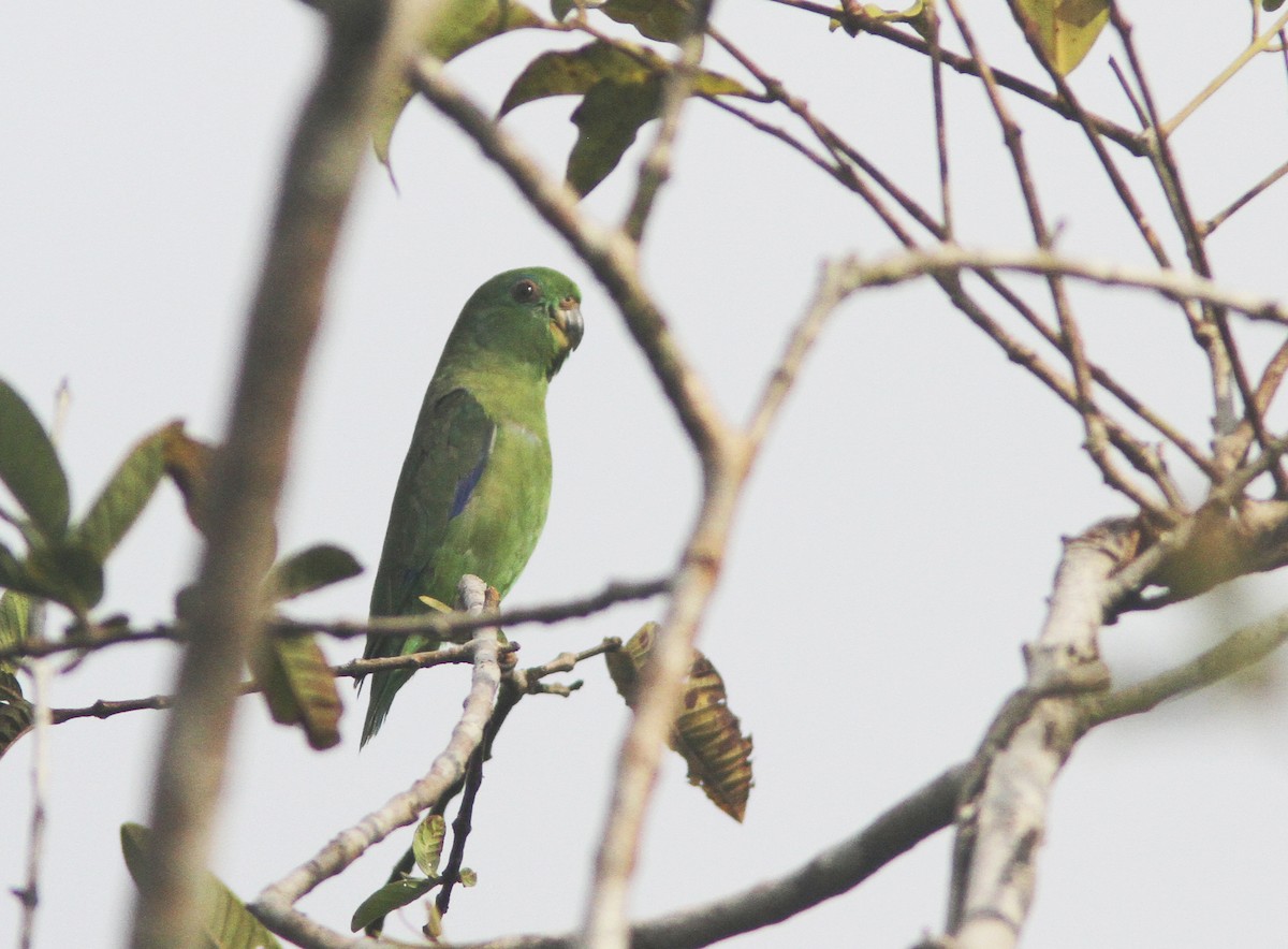 Dusky-billed Parrotlet (Dusky-billed) - ML251850331