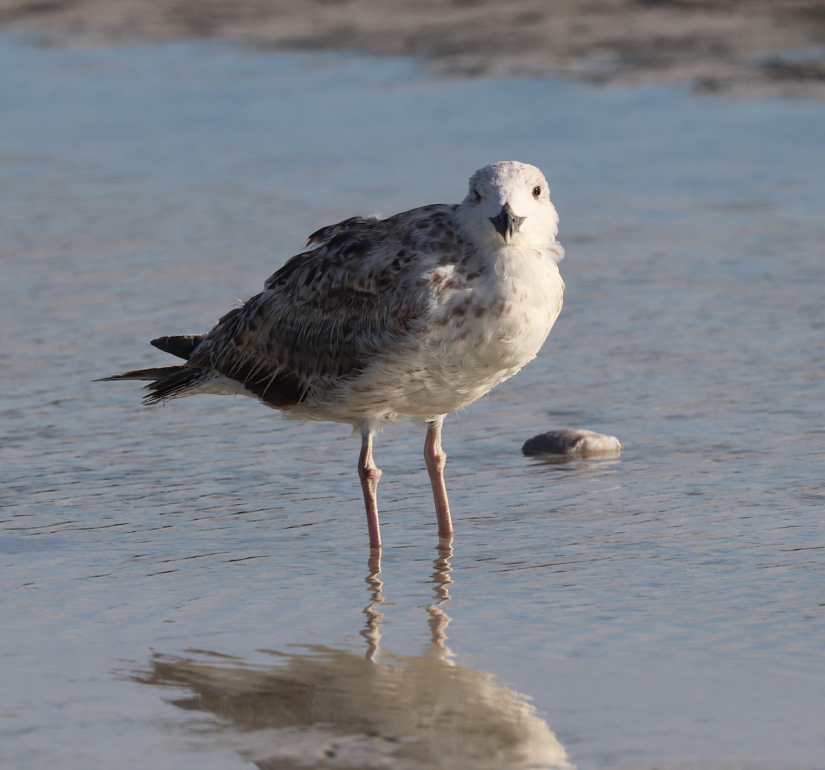 Great Black-backed Gull - ML251851251