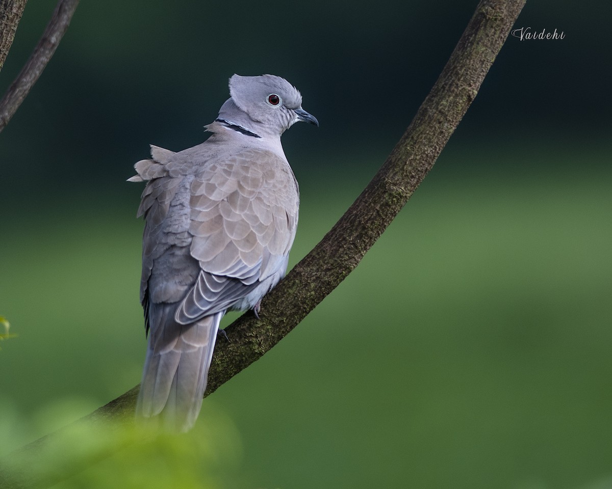 Eurasian Collared-Dove - ML251851391