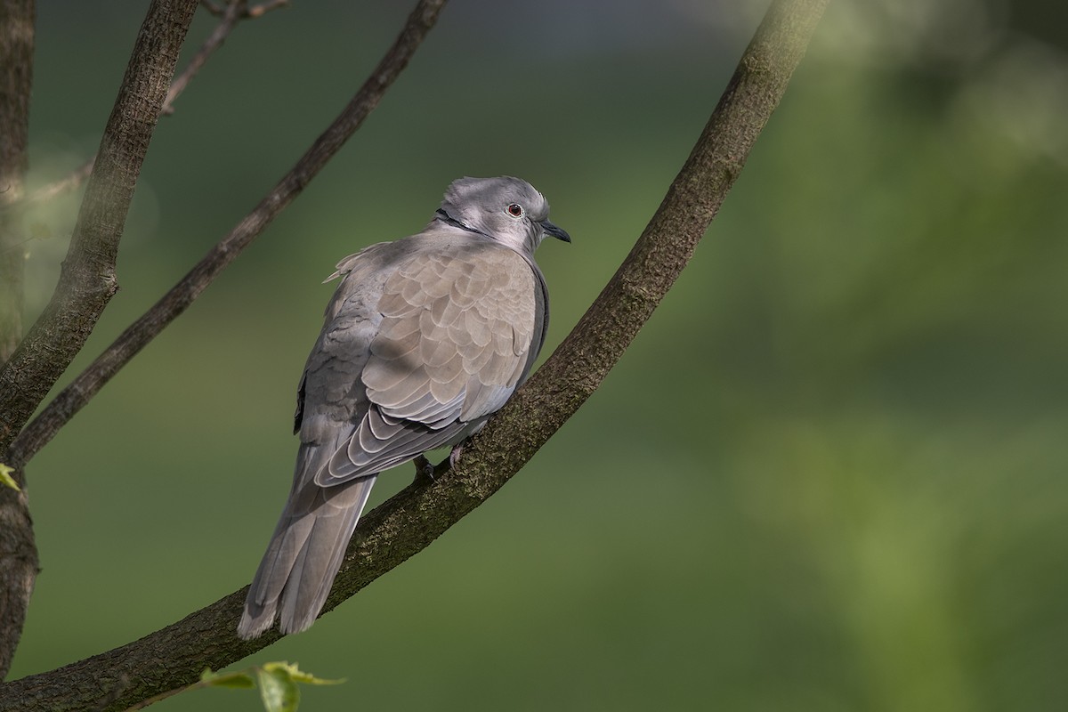 Eurasian Collared-Dove - ML251851481