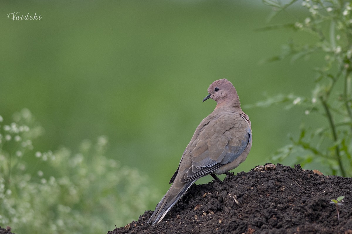 Laughing Dove - Vaidehi  Gunjal