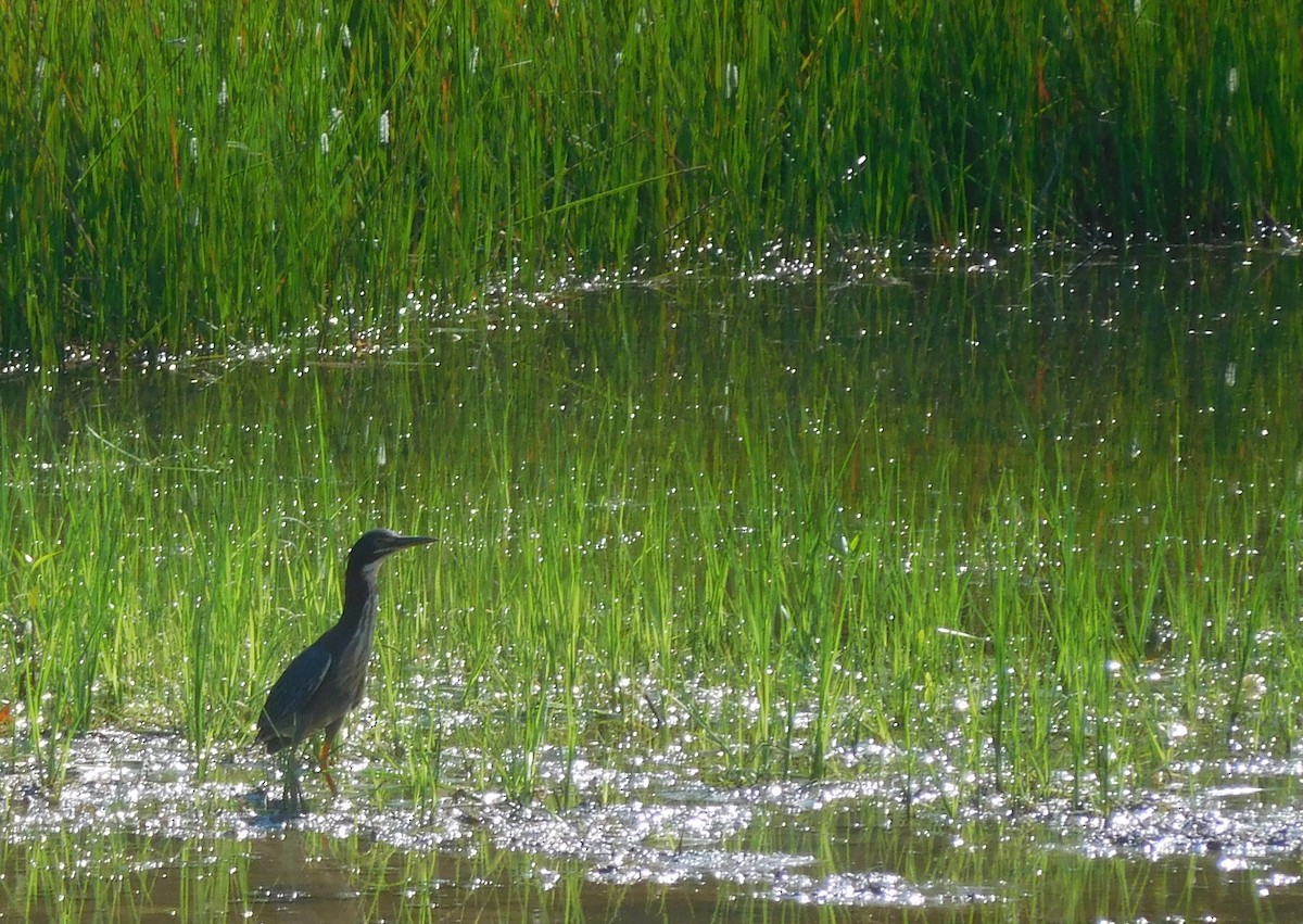 Green Heron - LynnErla Beegle