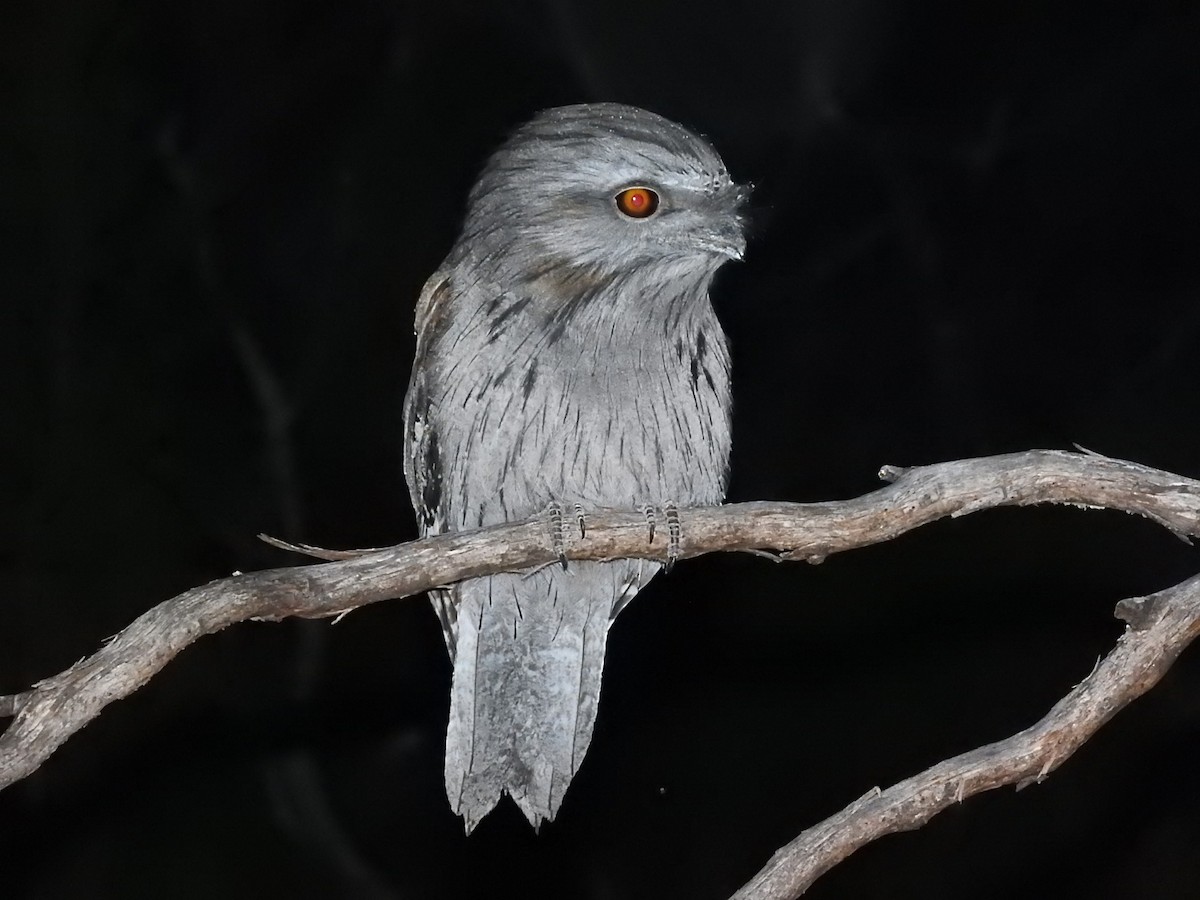 Tawny Frogmouth - George Vaughan