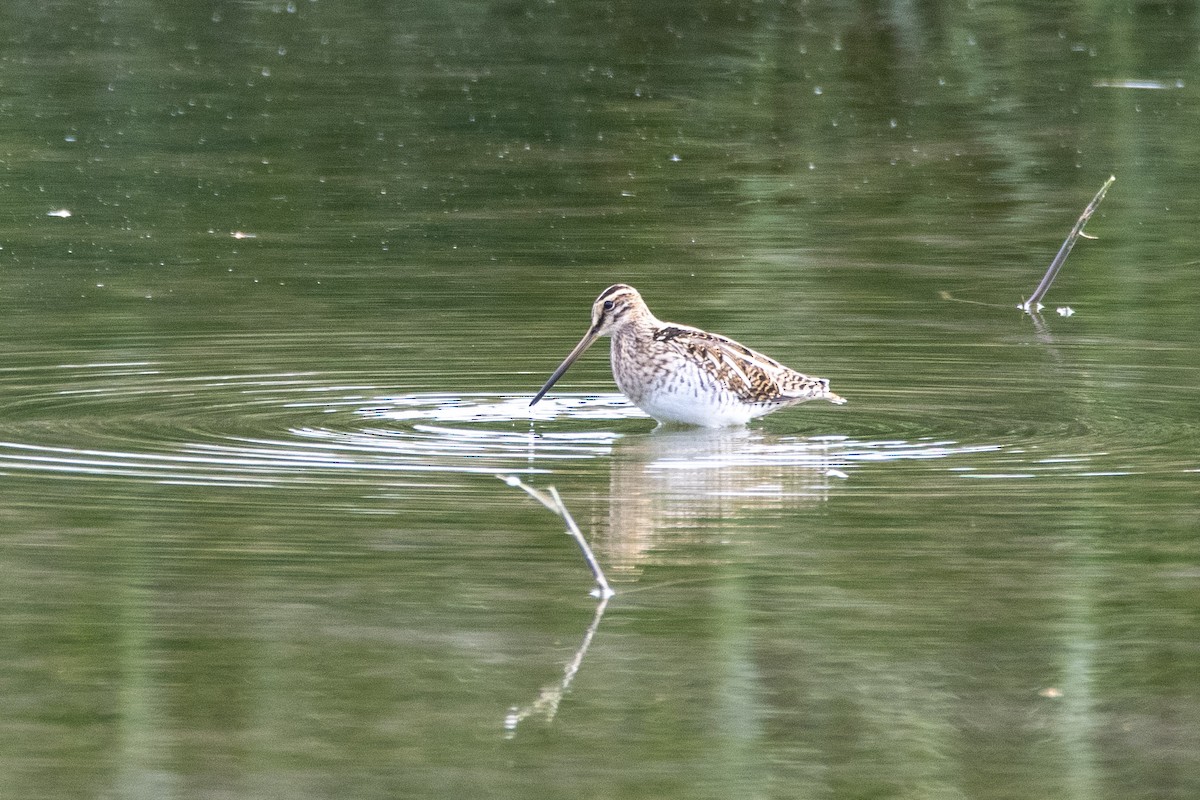 Common Snipe - ML251853981