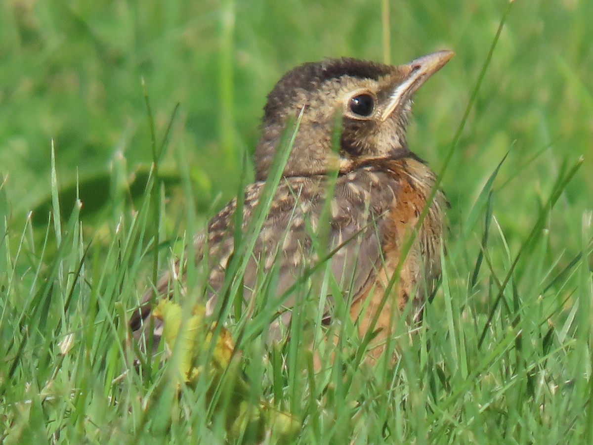 American Robin - ML251854041