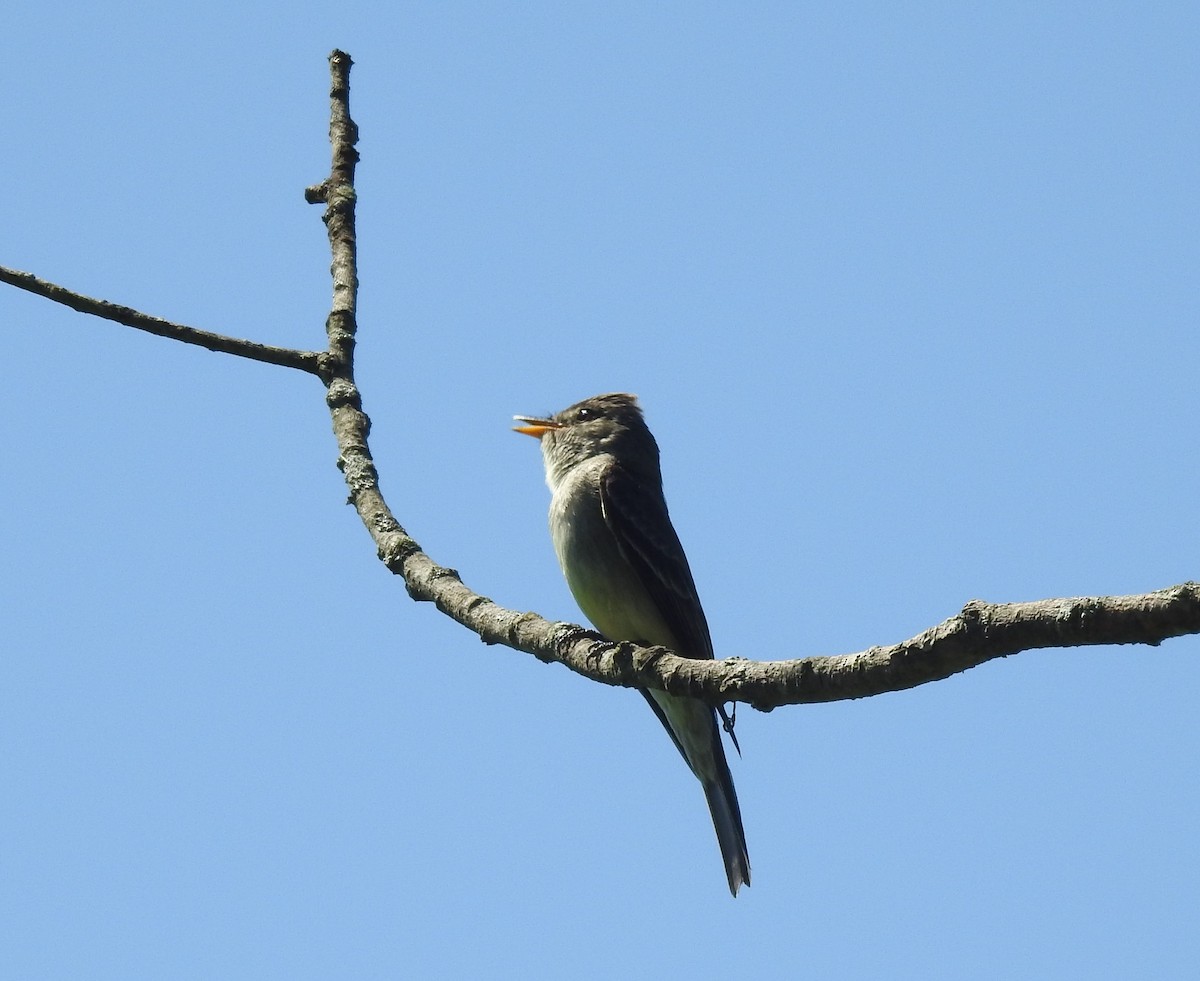Eastern Wood-Pewee - Judy Lesso