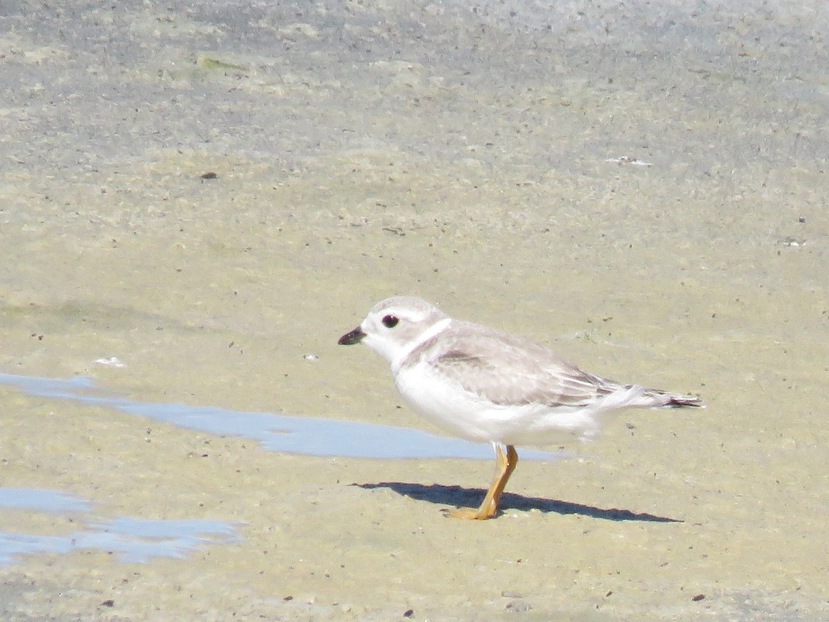 Piping Plover - ML251855121