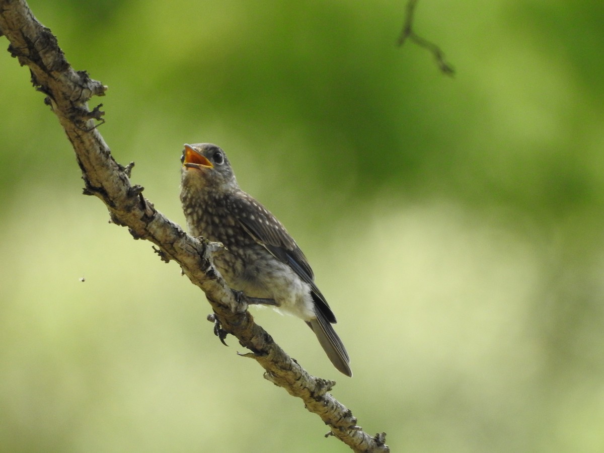 Eastern Bluebird - ML251855511