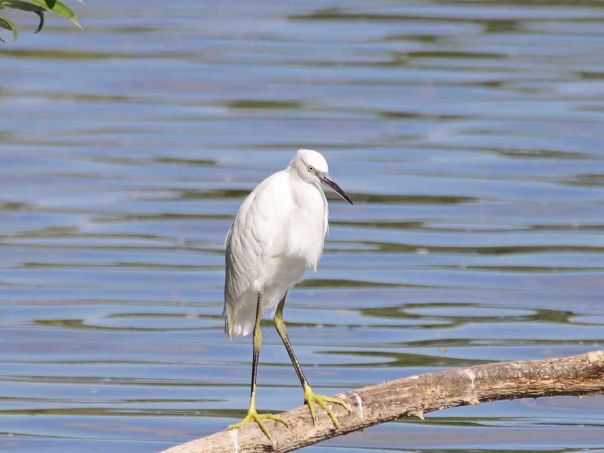 Little Egret - Dr. Jörg Kundler