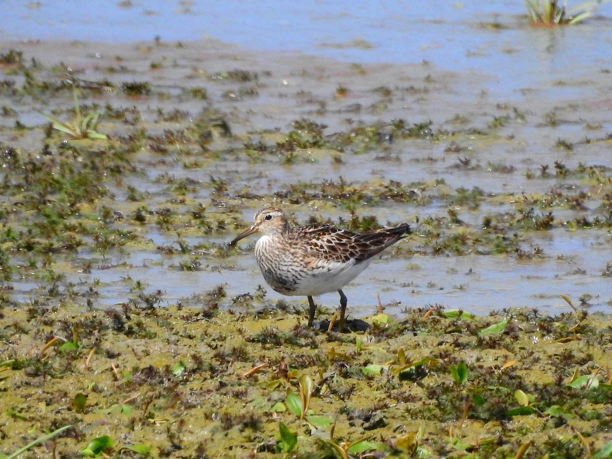 Pectoral Sandpiper - Philip Steiner