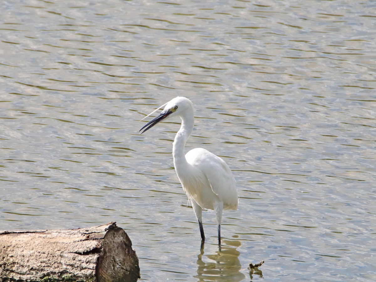 Little Egret - Dr. Jörg Kundler