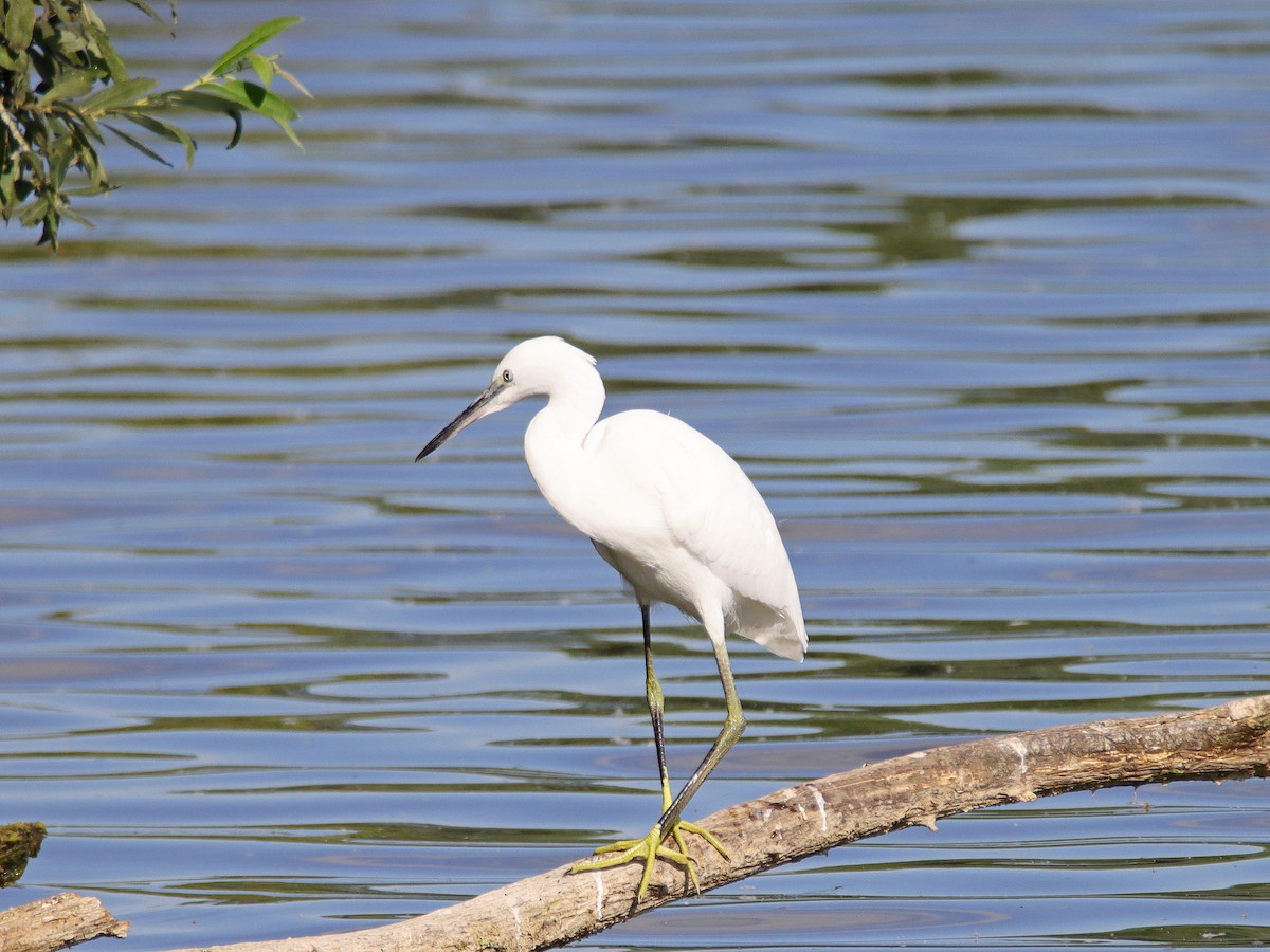 Little Egret - Dr. Jörg Kundler