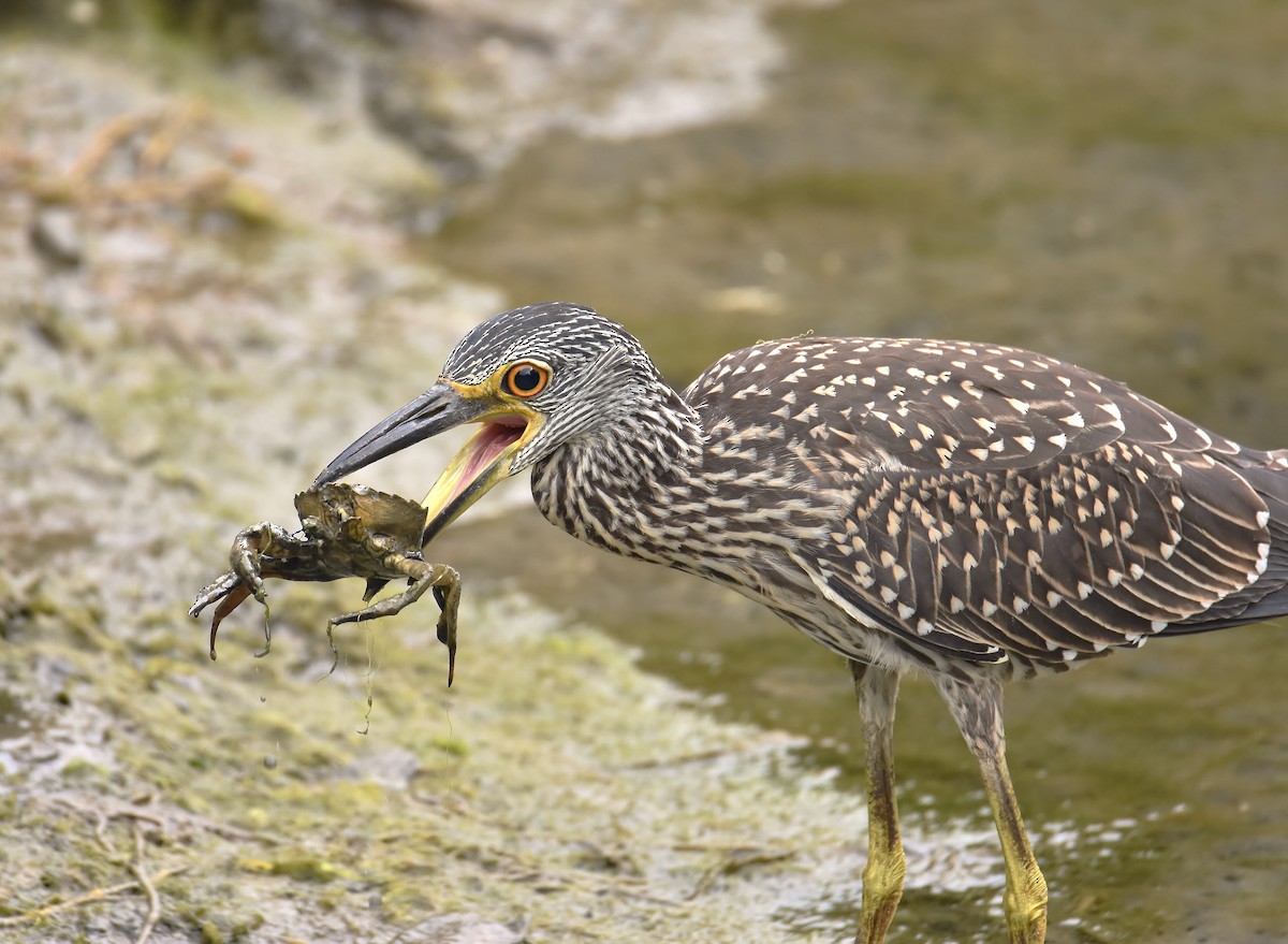 Yellow-crowned Night Heron - Ken Shellenberger