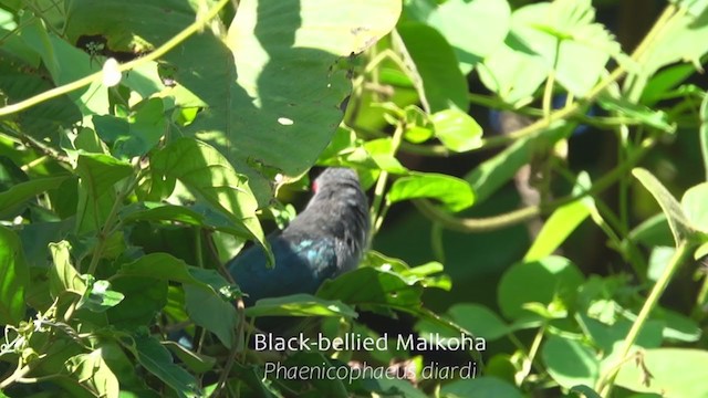 Malcoha Ventrinegro - ML251856981