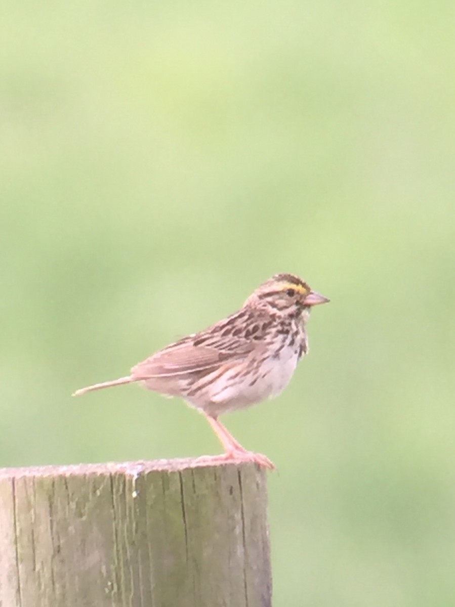 Savannah Sparrow - ML251857341