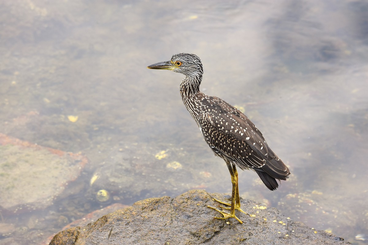 Yellow-crowned Night Heron - ML251857551