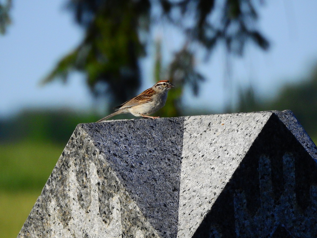 Chipping Sparrow - Philip Steiner