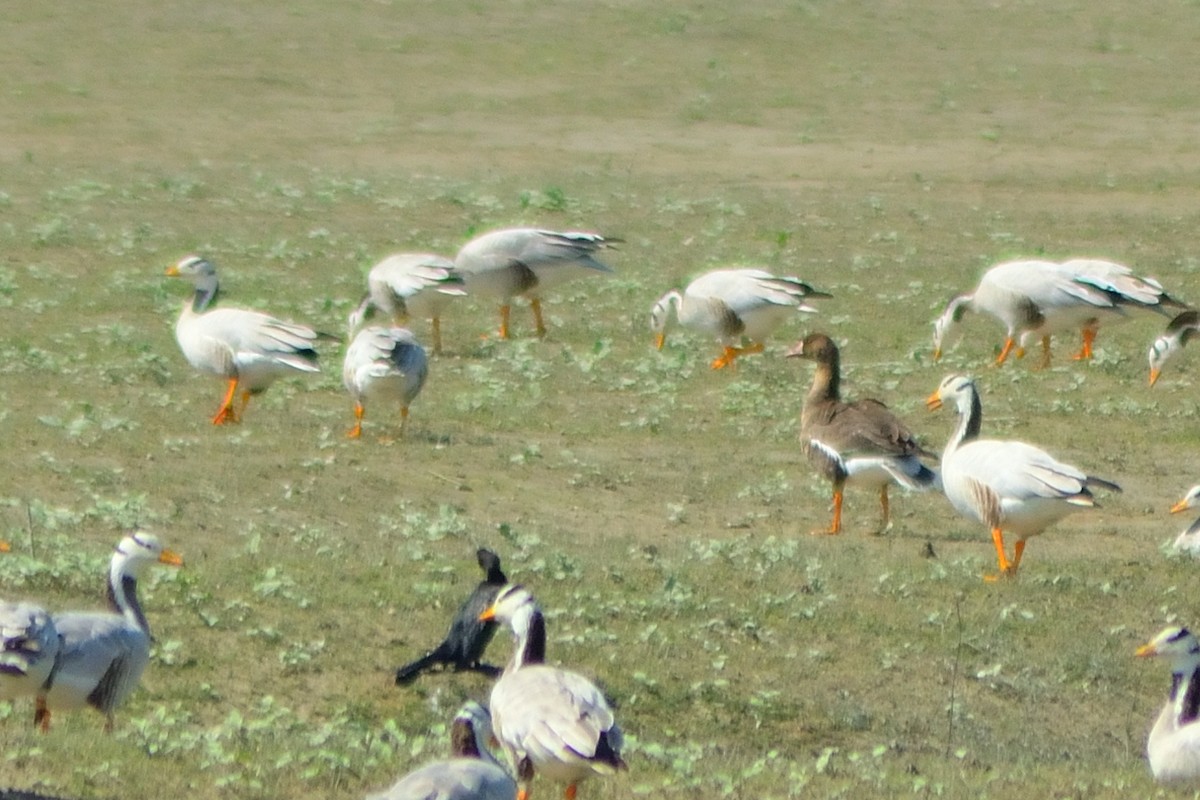 Greater White-fronted Goose - ML251857621