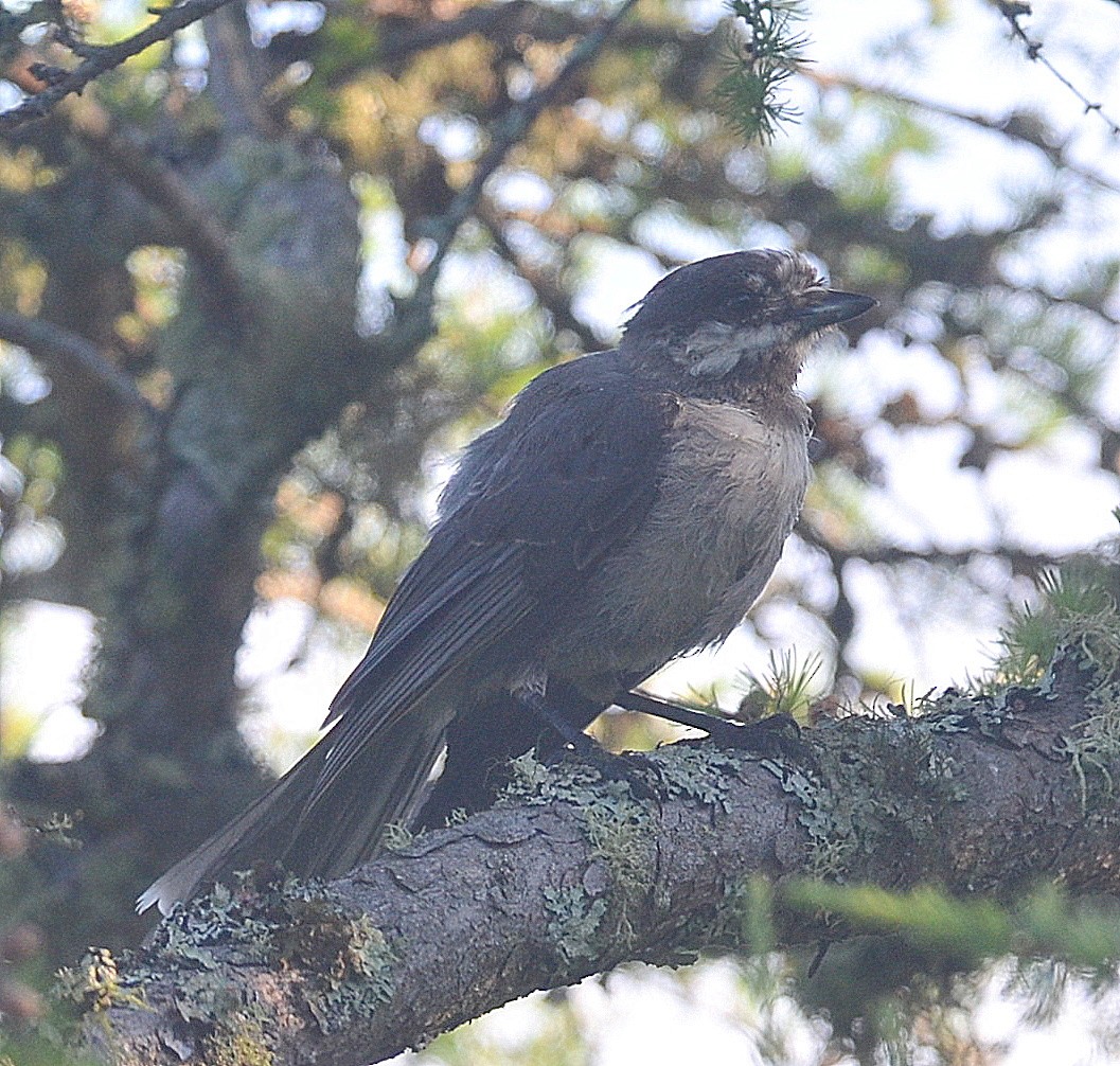 Canada Jay - ML251858311