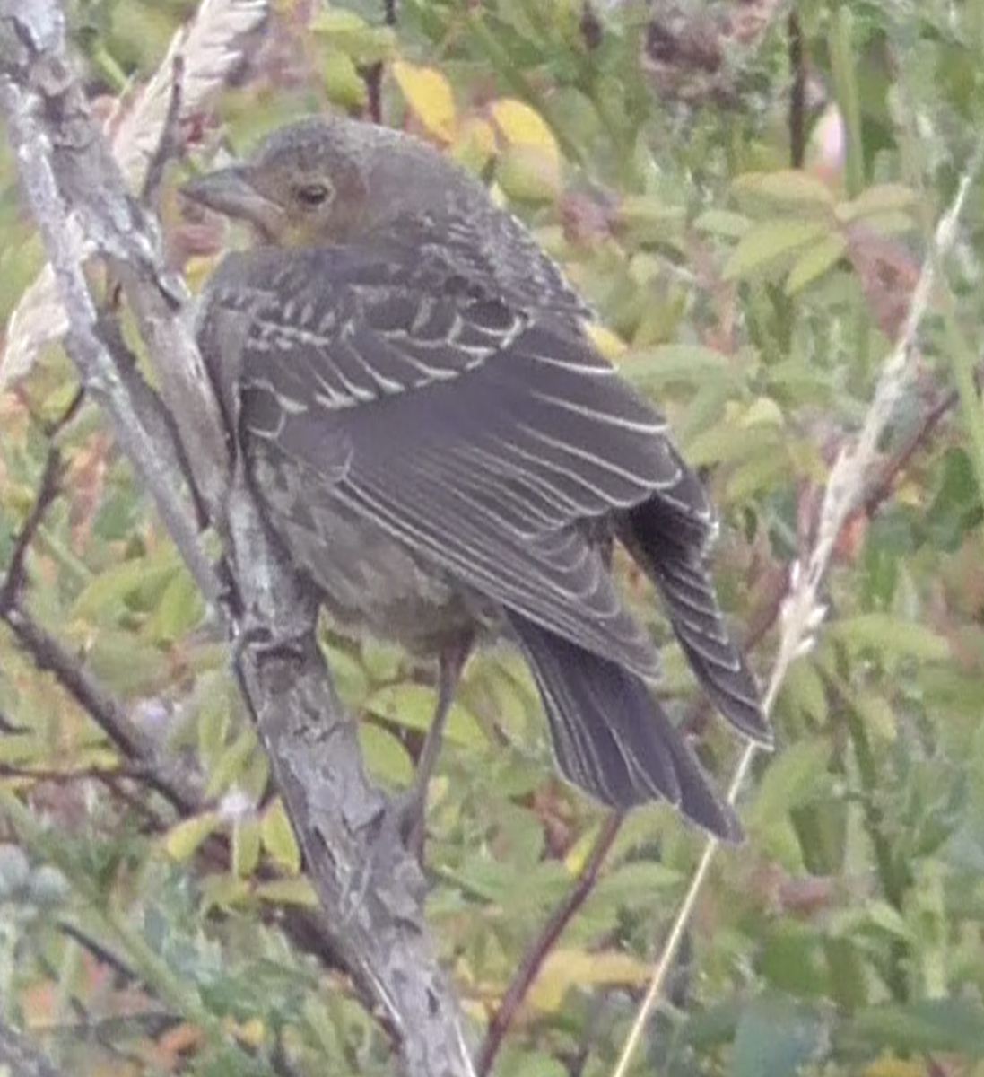 Brown-headed Cowbird - ML251859331