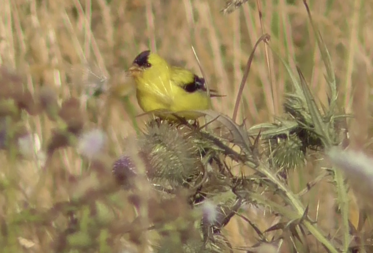 American Goldfinch - ML251859601