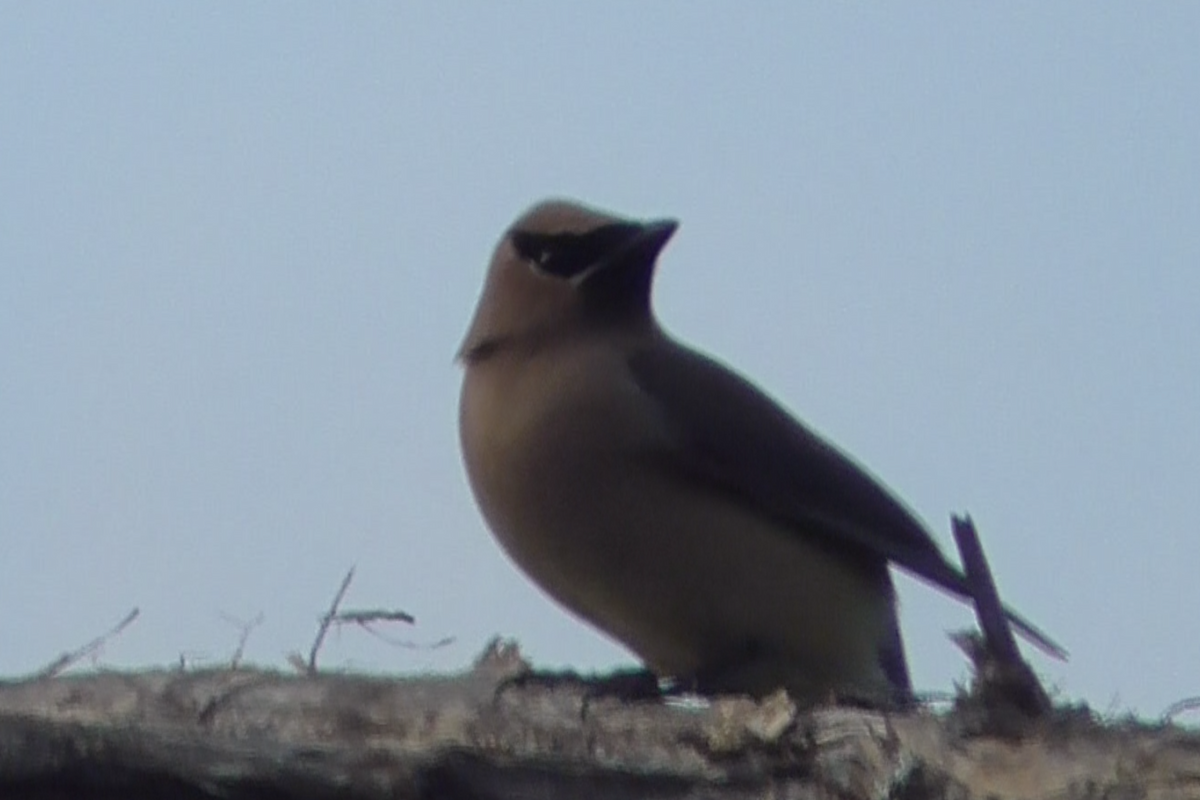 Cedar Waxwing - ML251860491