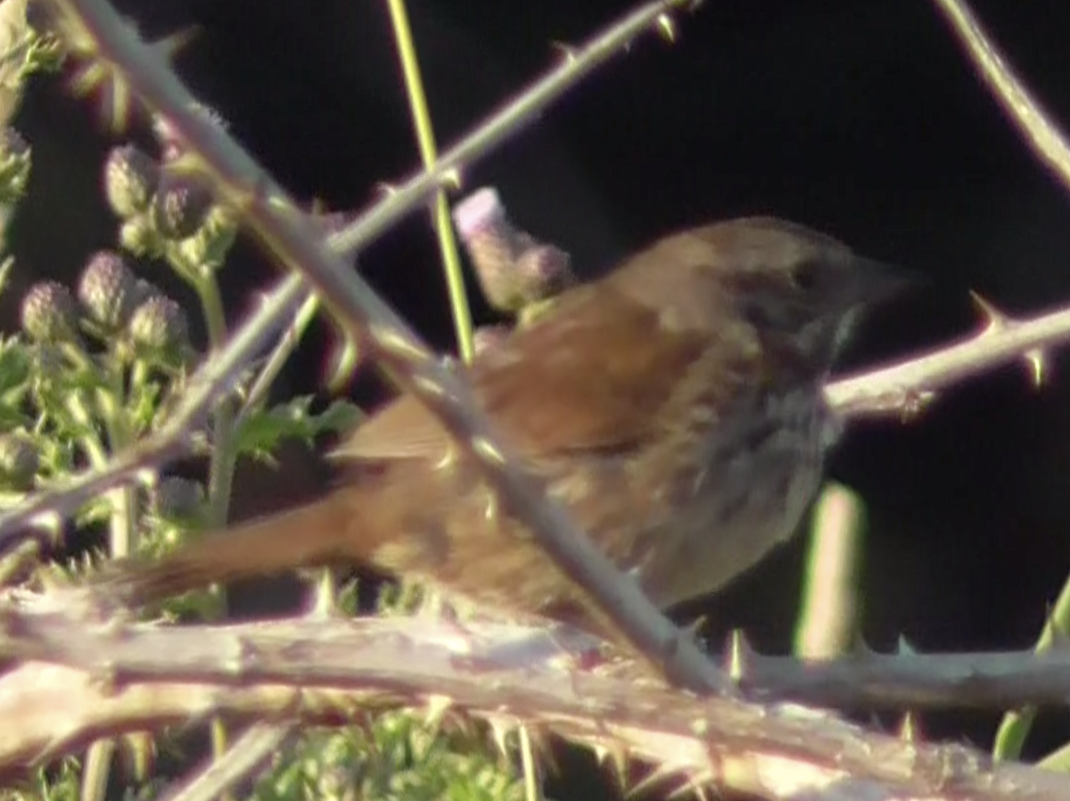 Song Sparrow - ML251860781