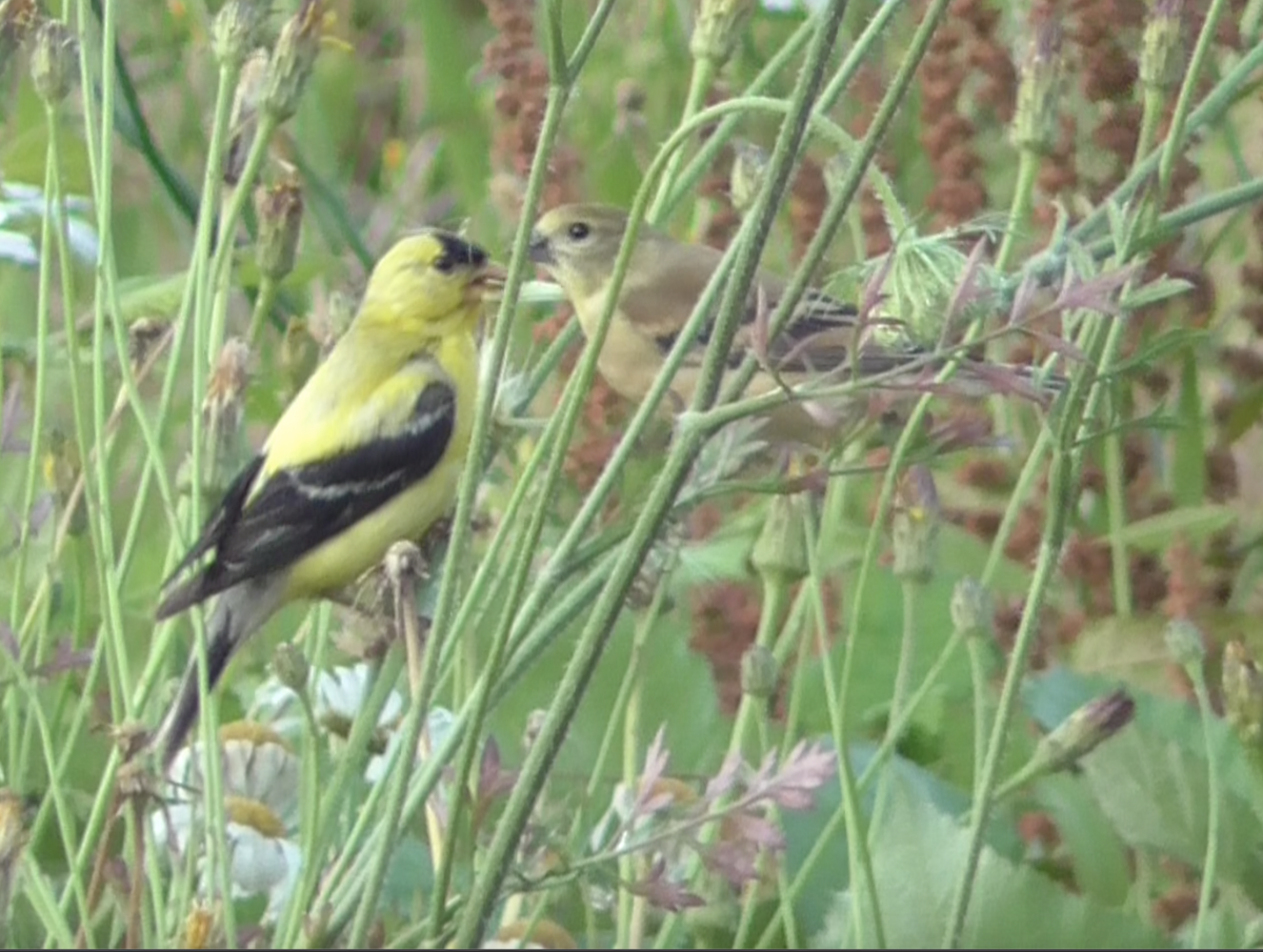 American Goldfinch - ML251861281