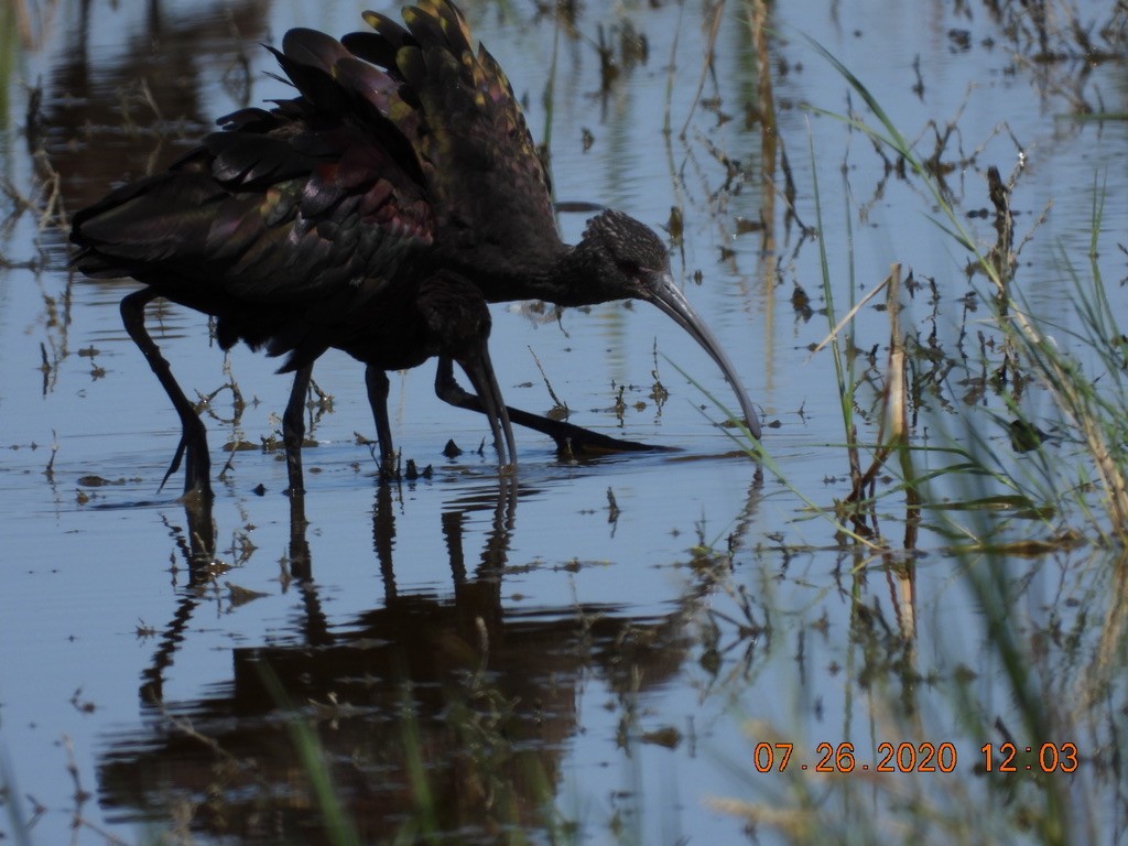 White-faced Ibis - ML251862091